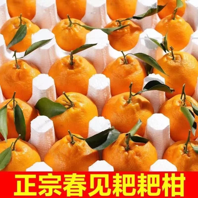 春节福利正宗四川春见耙耙柑新鲜水果爆甜多汁整箱包邮当季水果