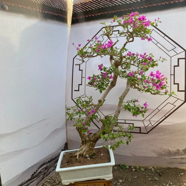三角梅双杆精品盆景