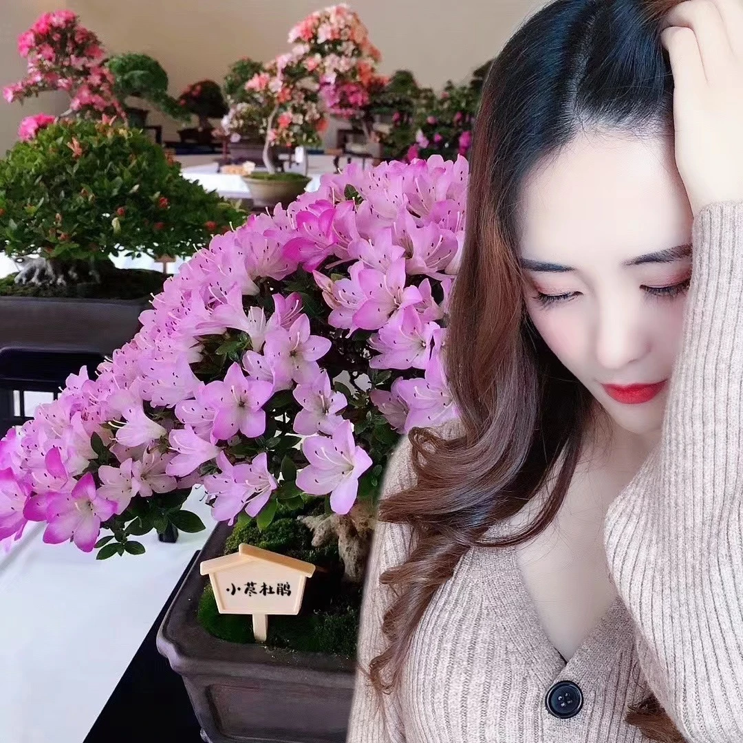 精品杜鹃盆景老桩（不包邮）付款2号