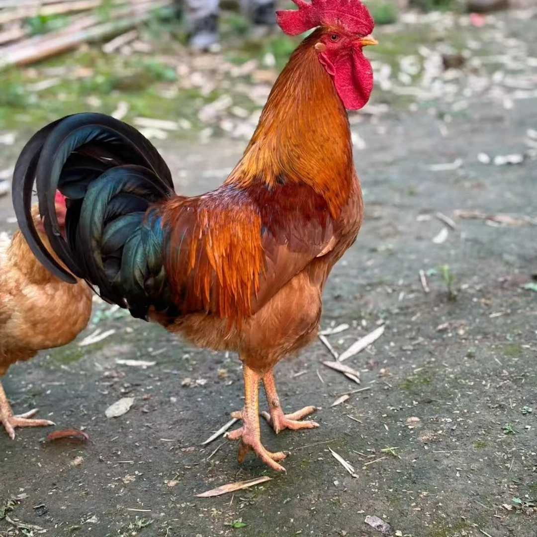 散养大公鸡2只保8斤以上（微瑕)