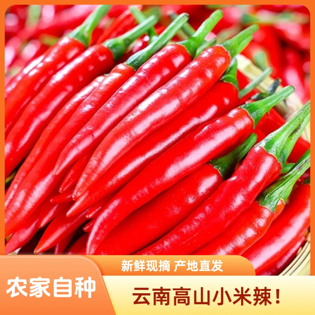 现摘云南特辣小米辣新鲜朝天椒美人椒泡椒海椒农家自种爽口包邮