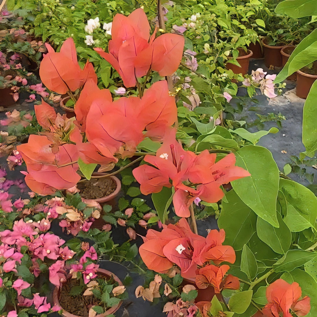 盆景绿植三角梅原盆原土发货