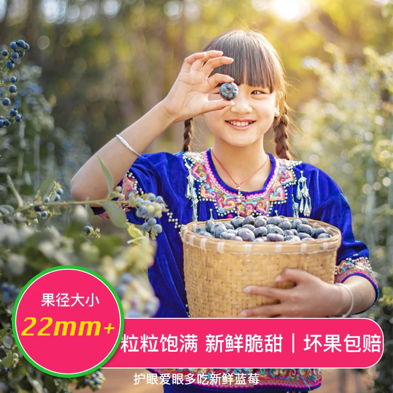 【迷迭蓝】云南蓝莓超大果当季限定22mm+ 甄选基地种植顺丰发货包赔