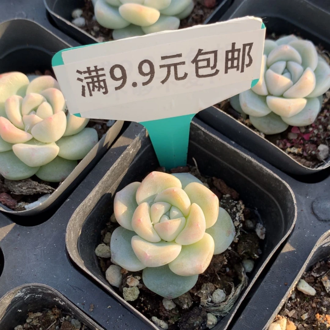 【闪购商品】奶油冰玉单4cm