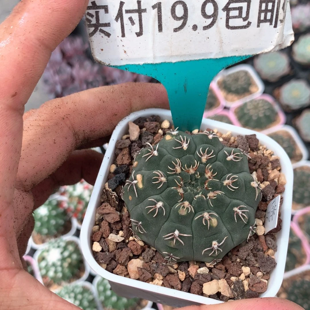 瑞昌玉 仙人球满19.9包邮