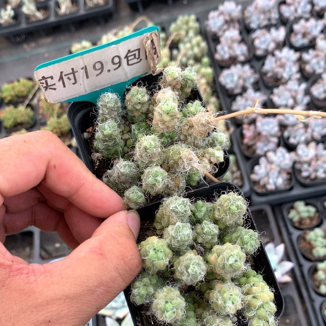 绿竹笠2盆 满19.8包邮 脱土