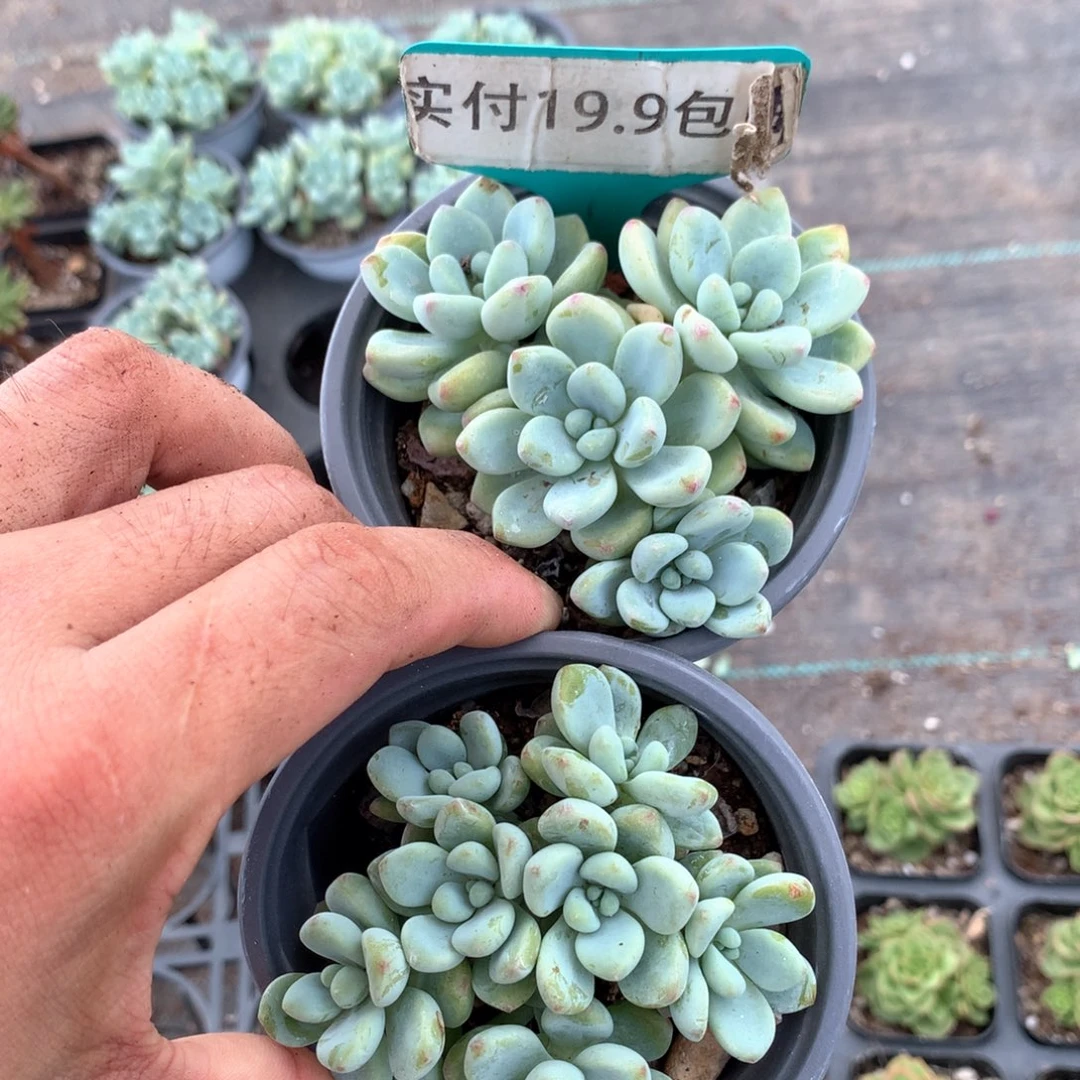 劳尔2盆 满19.9包邮 脱土