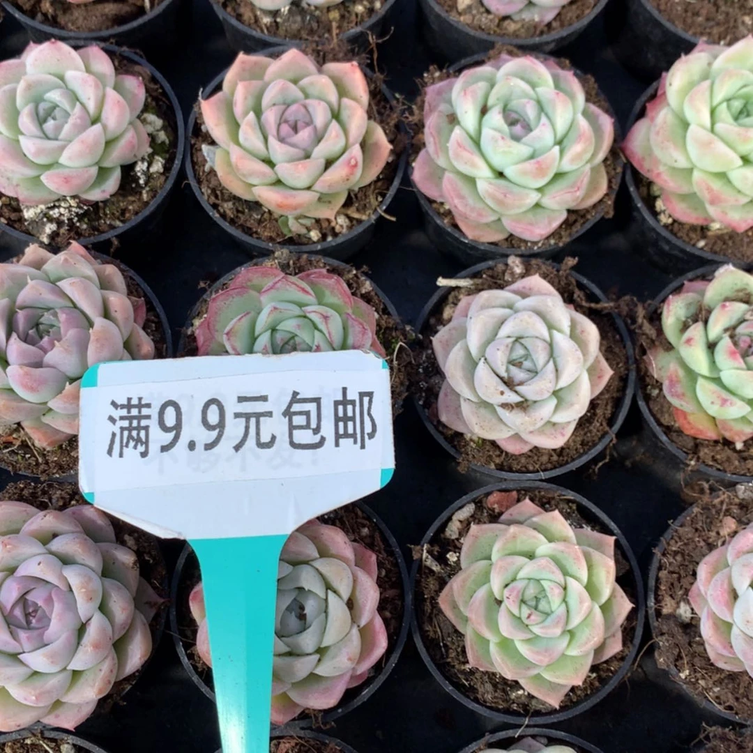 【闪购商品】麦秆50