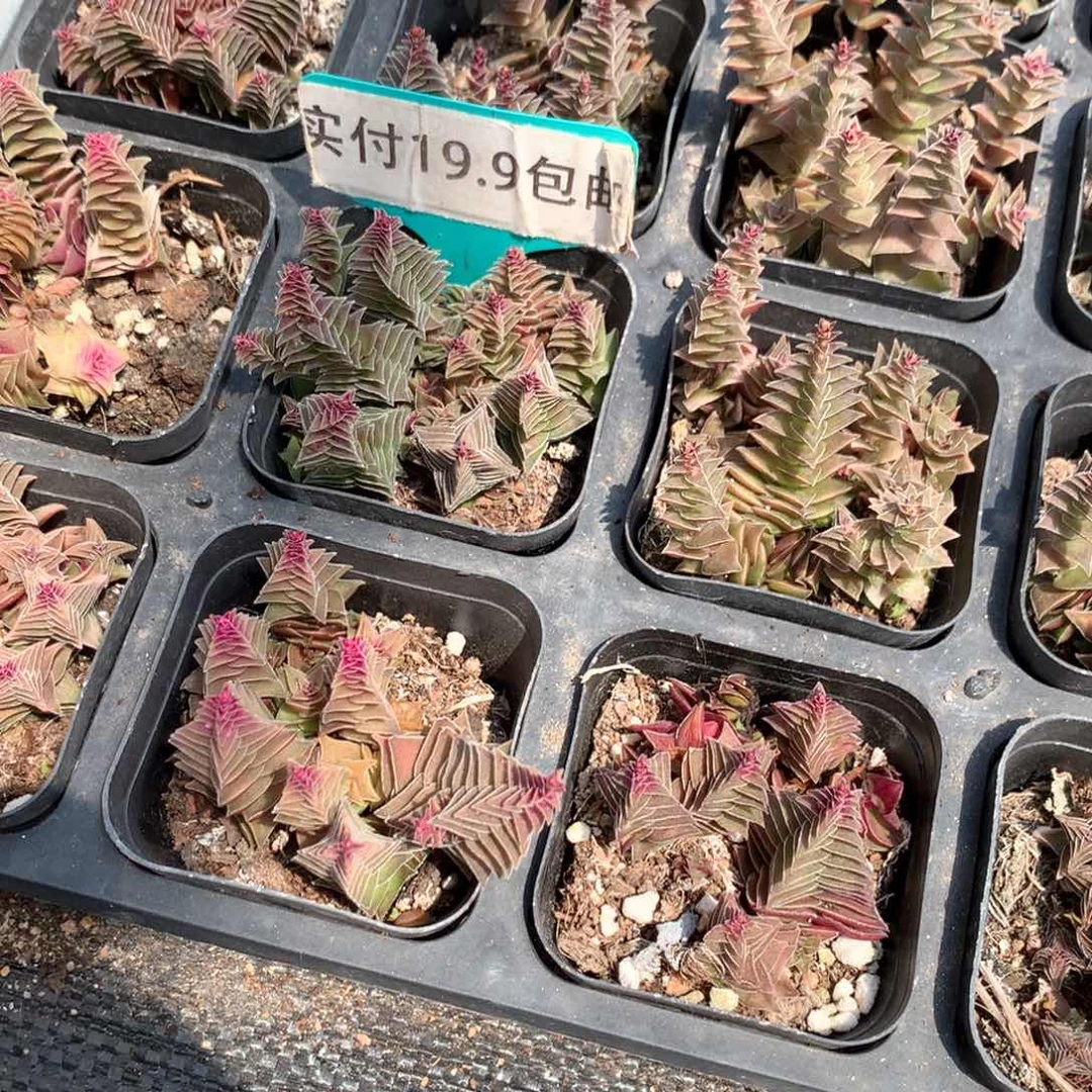 茜之塔4盆 满19.8包邮 脱土