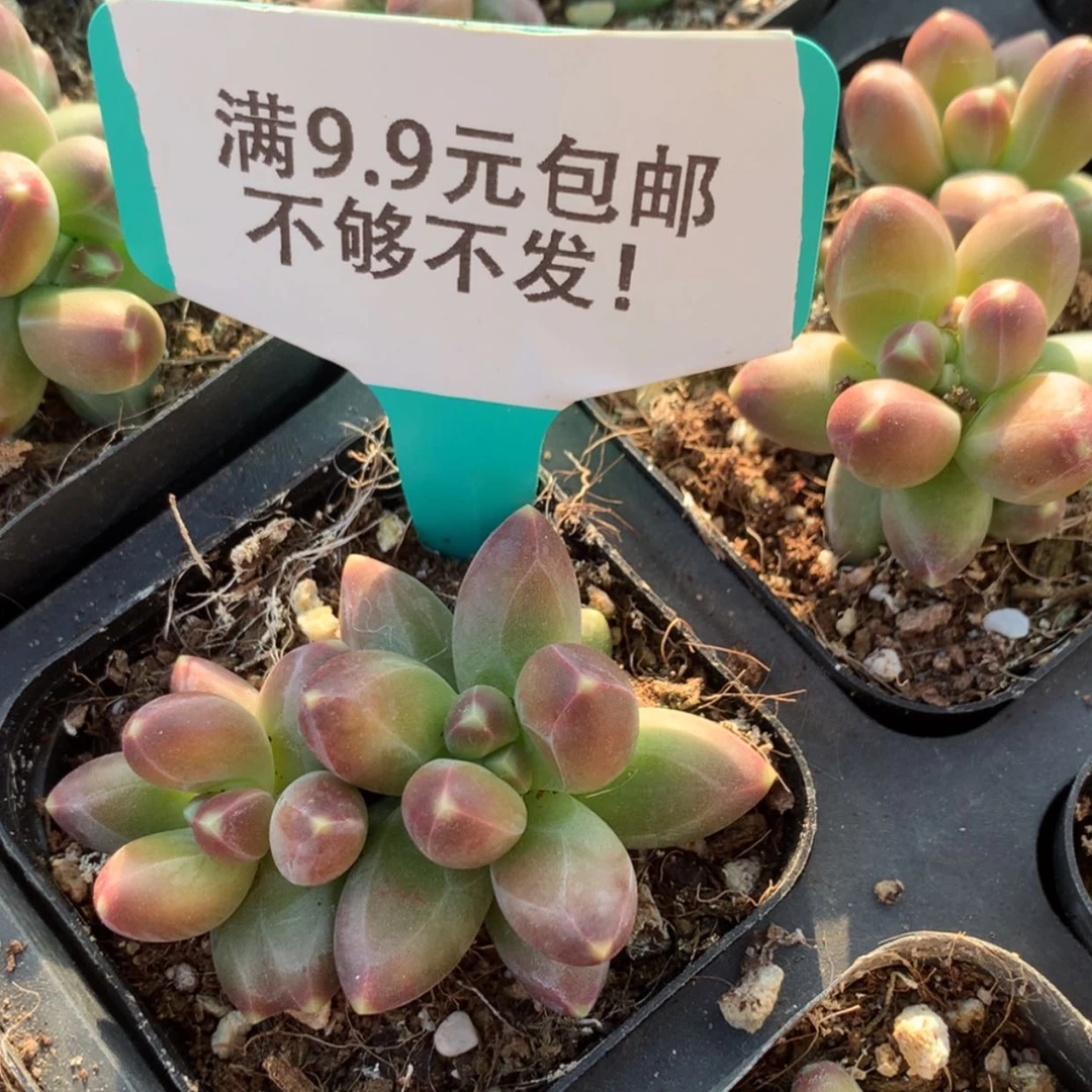 【闪购商品】乌克拉克双
