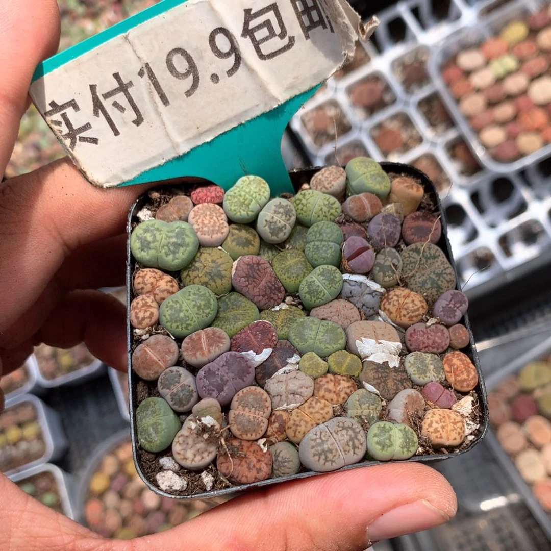 生石花 买3发4 满19.9包邮