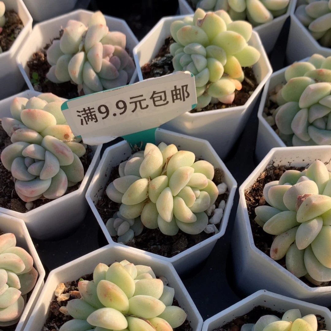 【闪购商品】琥珀冰玉双7方