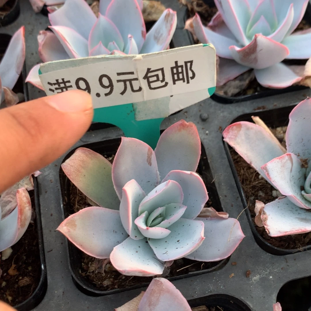 【闪购商品】广寒宫