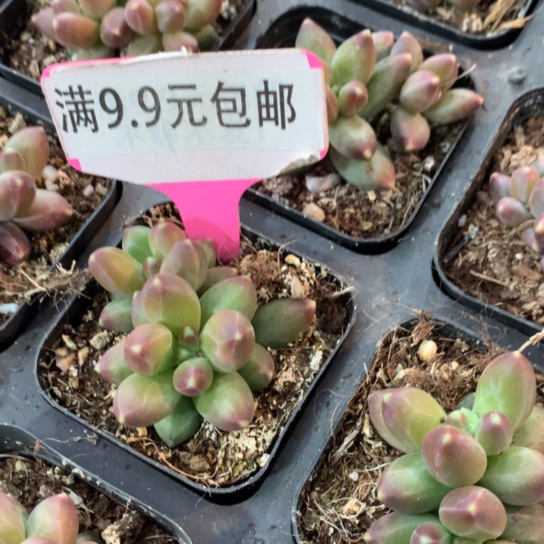 【闪购商品】乌克拉克双