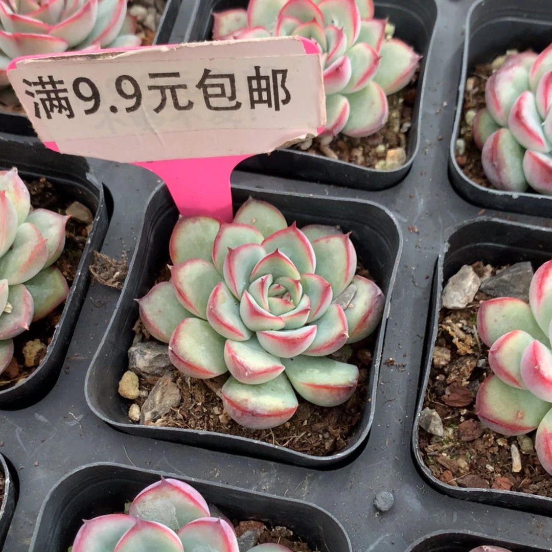 【闪购商品】荷花单