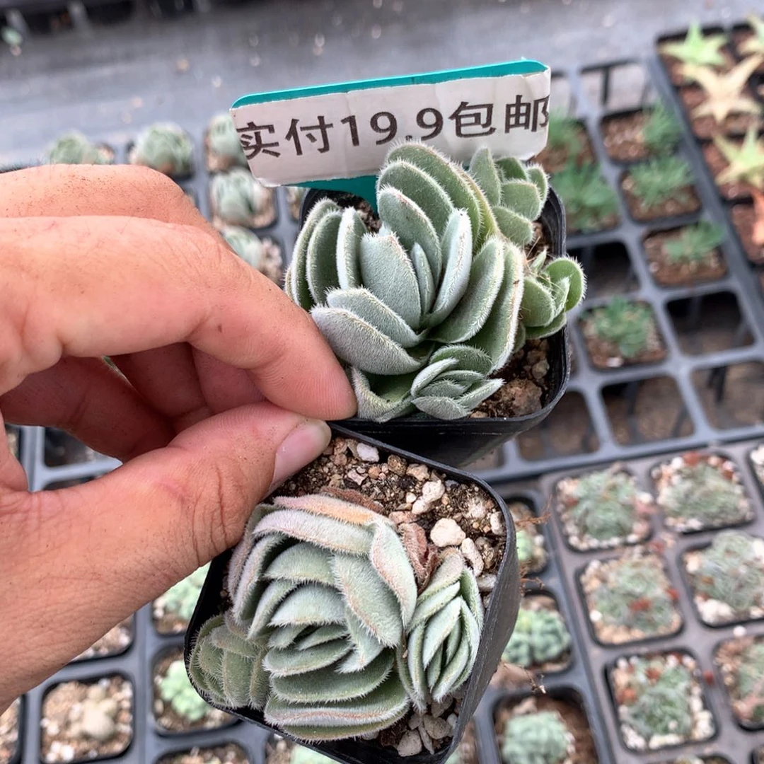 月晕2盆 满19.9包邮 脱土