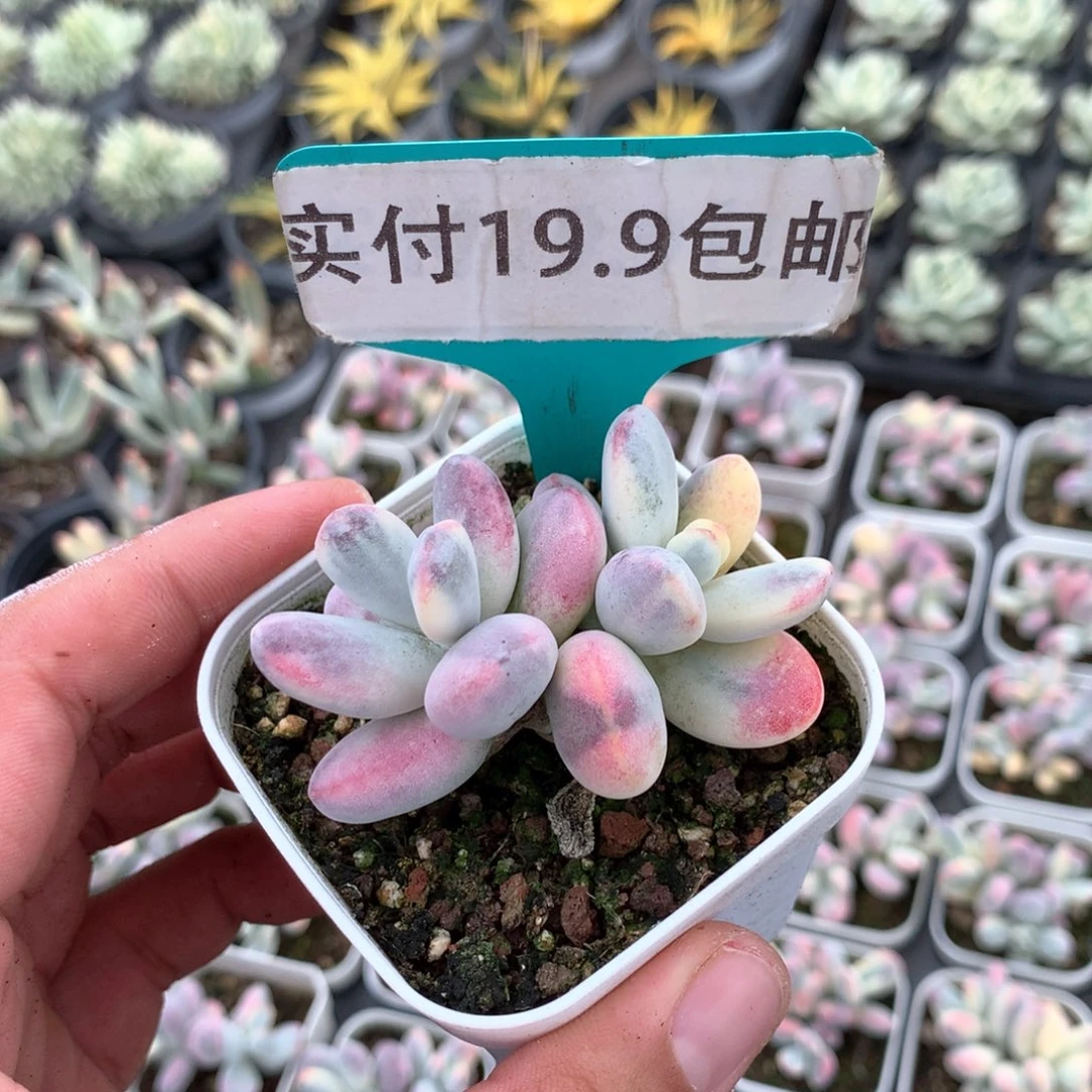 乒乓锦 2头 满19.9包邮 脱土