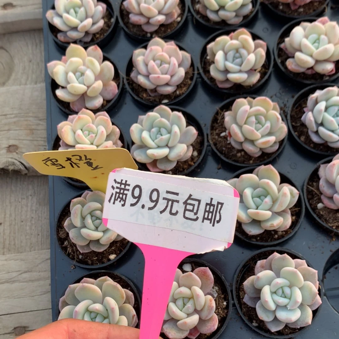 【闪购商品】雪橙50