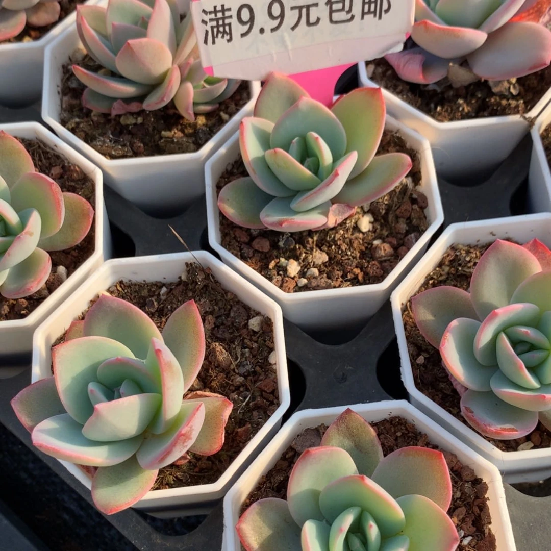 【闪购商品】布鲁蓝