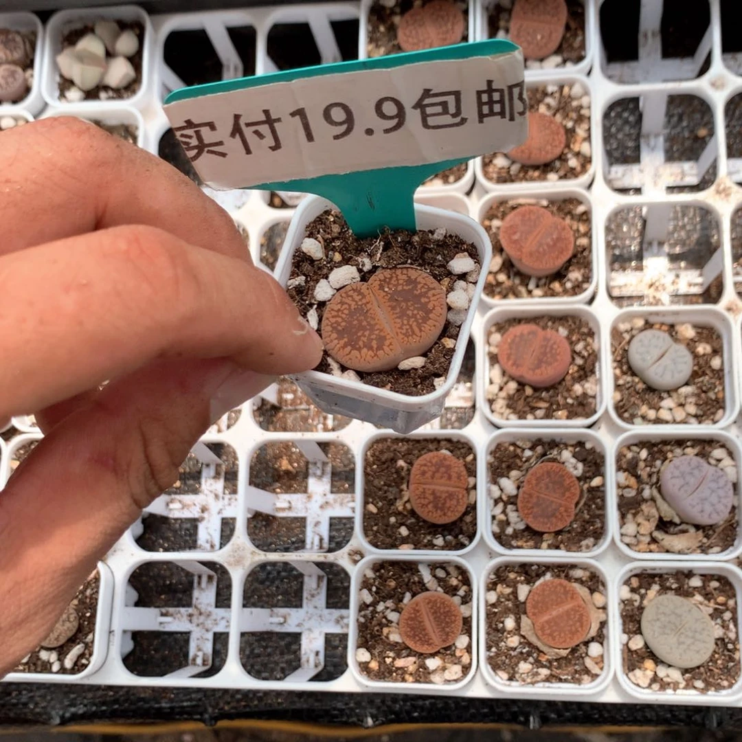 富贵 满19.8包邮 脱土