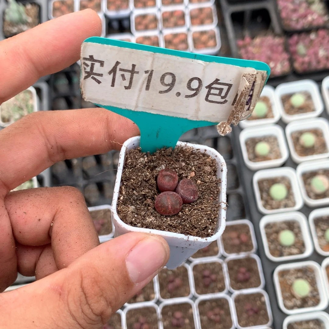 酒红紫薰 满19.9包邮