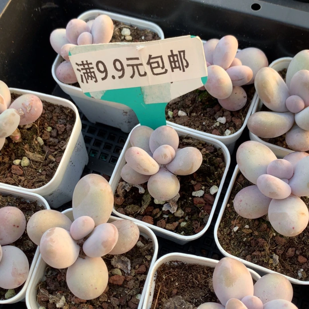 【闪购商品】奶酪55