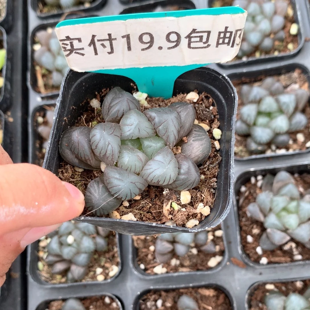 冰灯 满19.8包邮 脱土