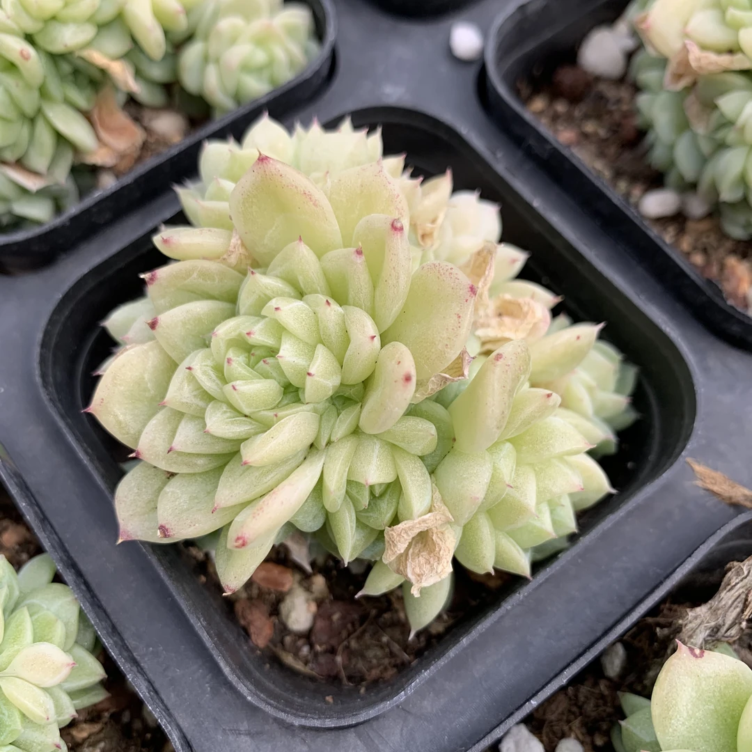 爱杜丽儿麦秆优选个体多肉植物母猪体小莲麦秆大棚满19.9元包邮