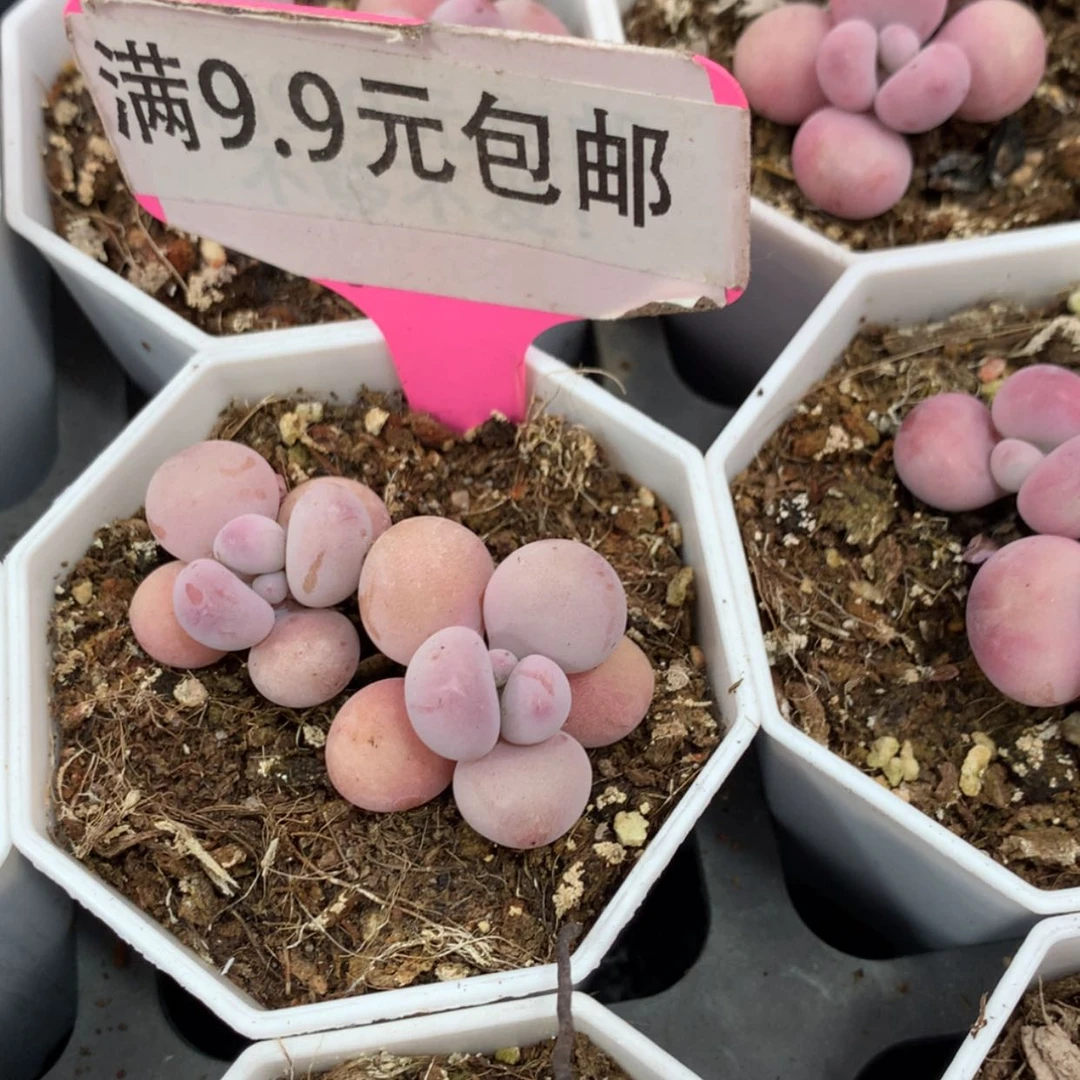 【闪购商品】桃蛋双7方
