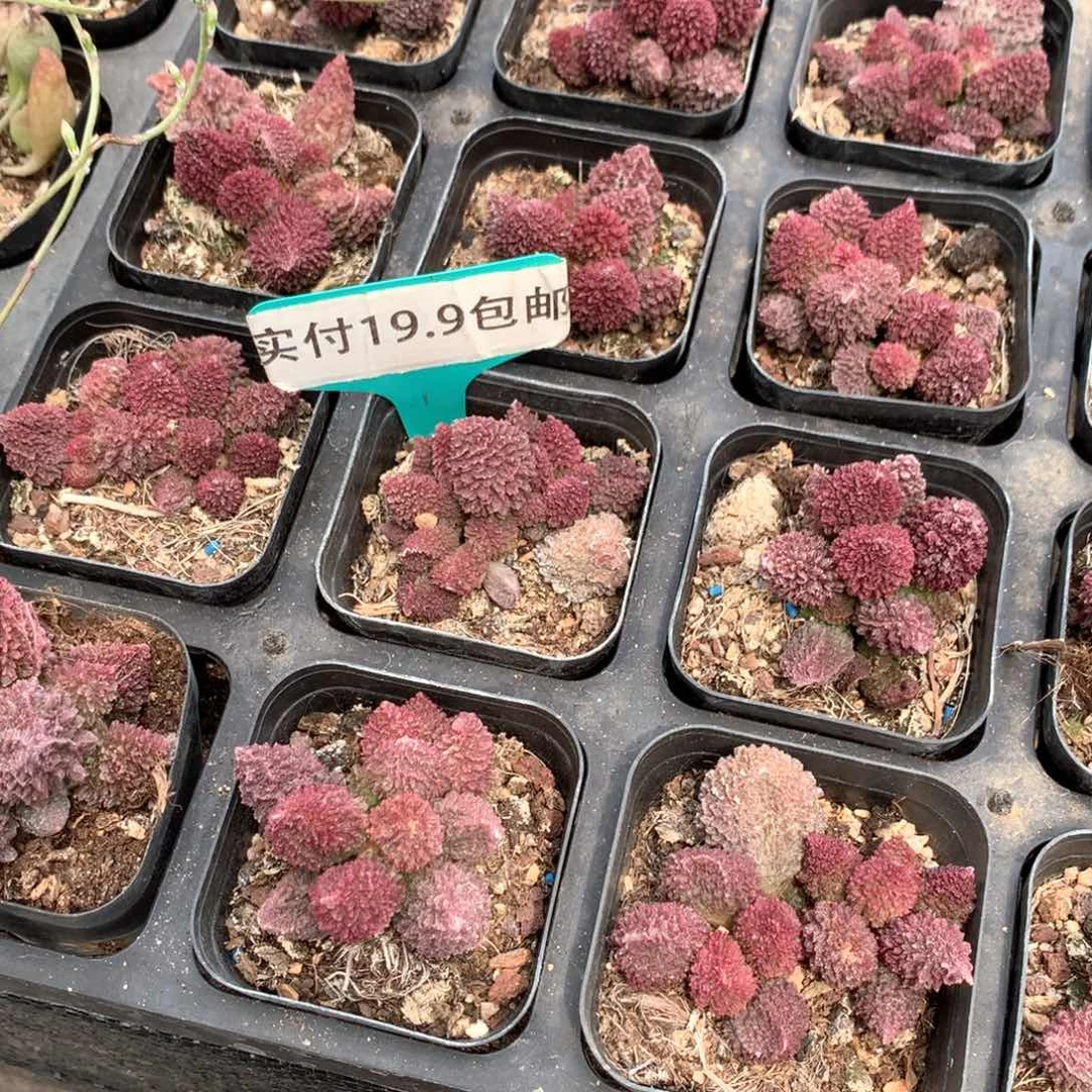 朱子玉 满19.9包邮