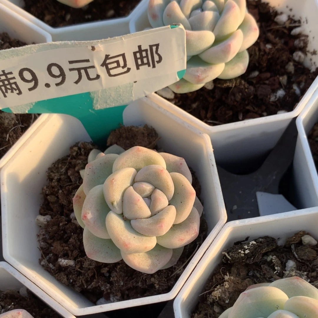 【闪购商品】琥珀冰玉单7方 4cm