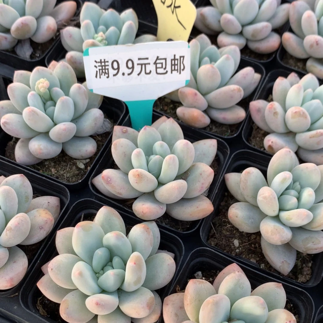 【闪购商品】香水单