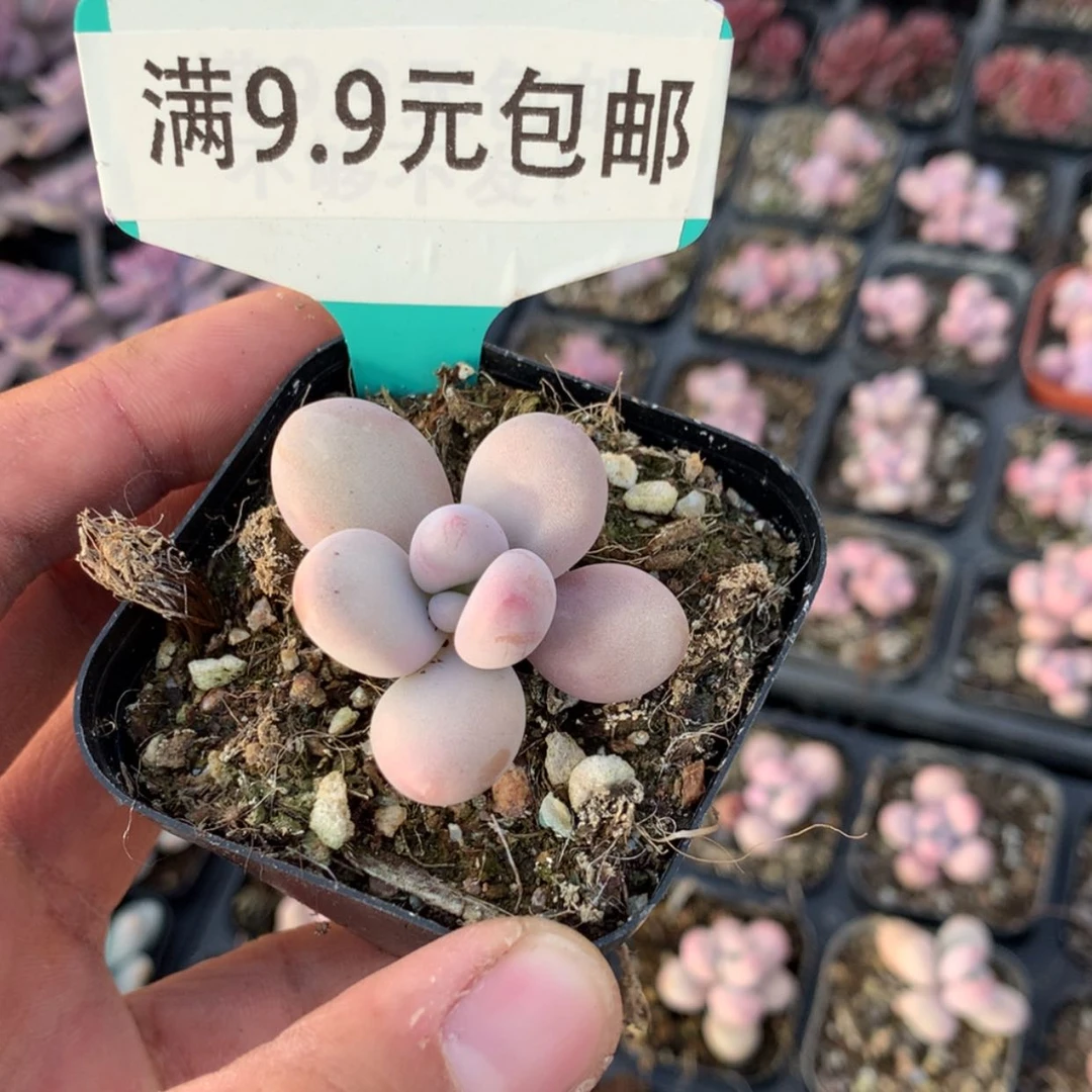 【闪购商品】桃蛋单