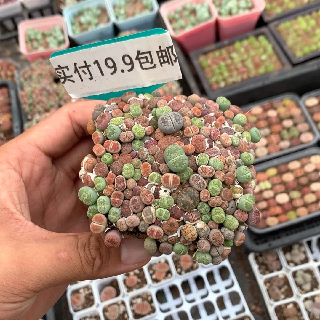 生石花 买2发3 满19.8包邮