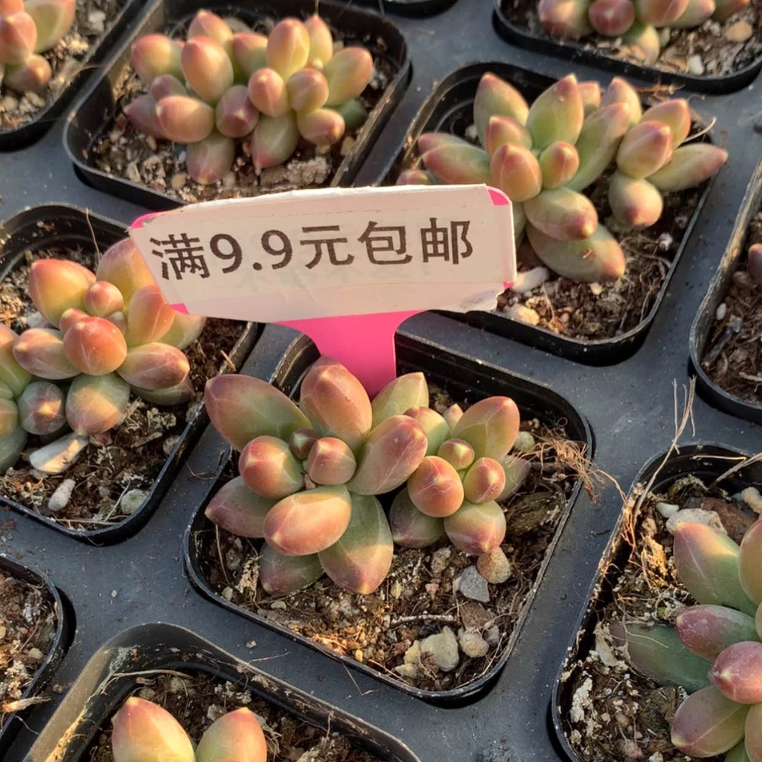【闪购商品】乌克拉克双