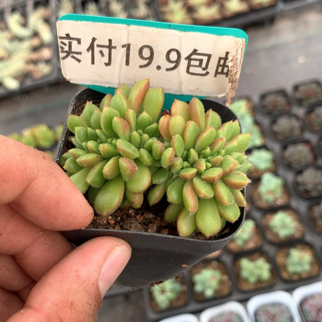 卡罗尔缀化 看19.9包邮脱土