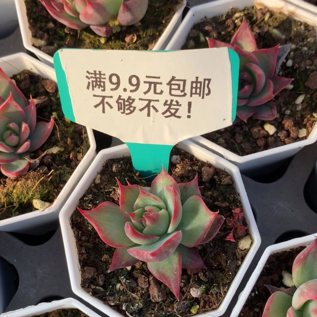 【闪购商品】惊鸿仙子宽叶