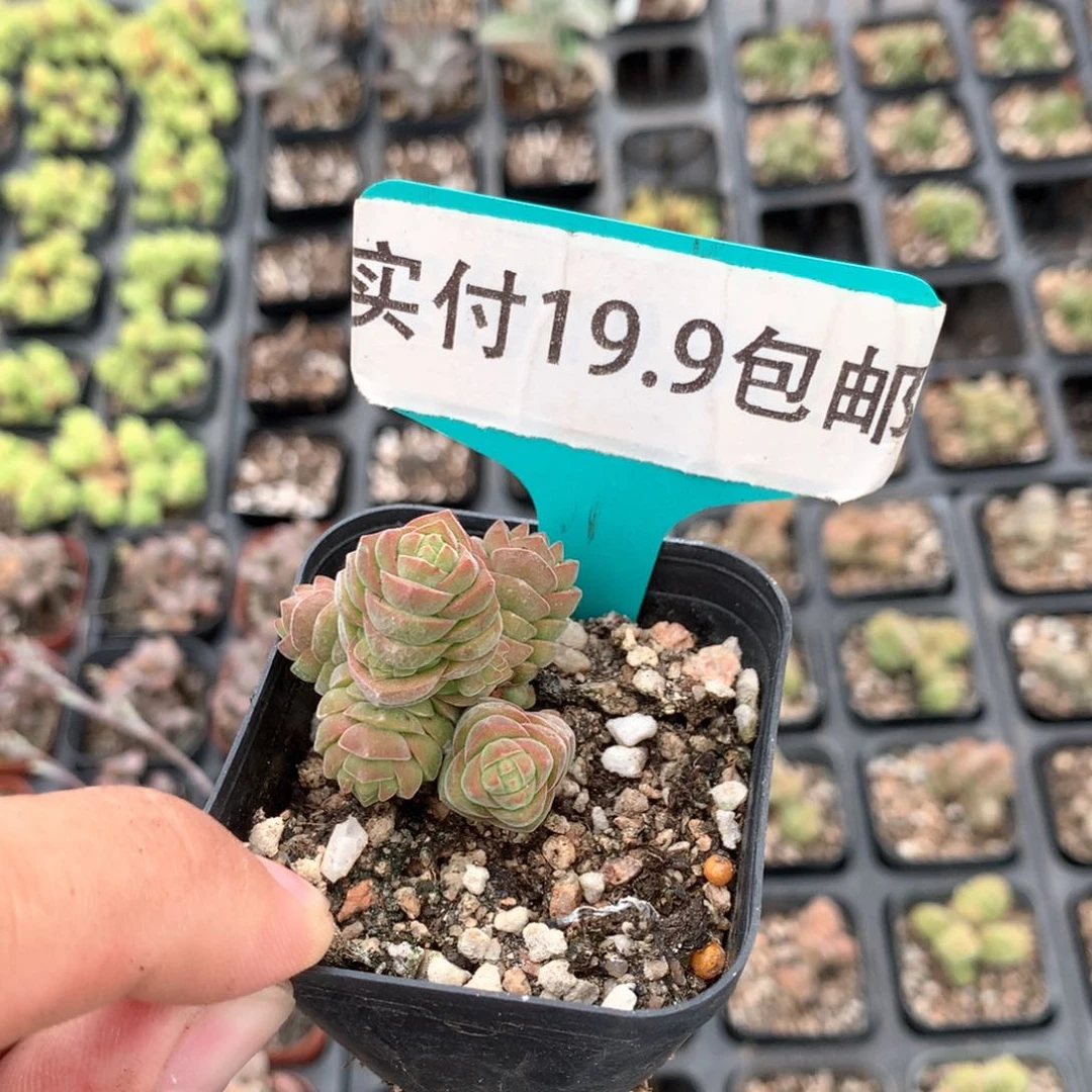 荣塔 满19.9包邮