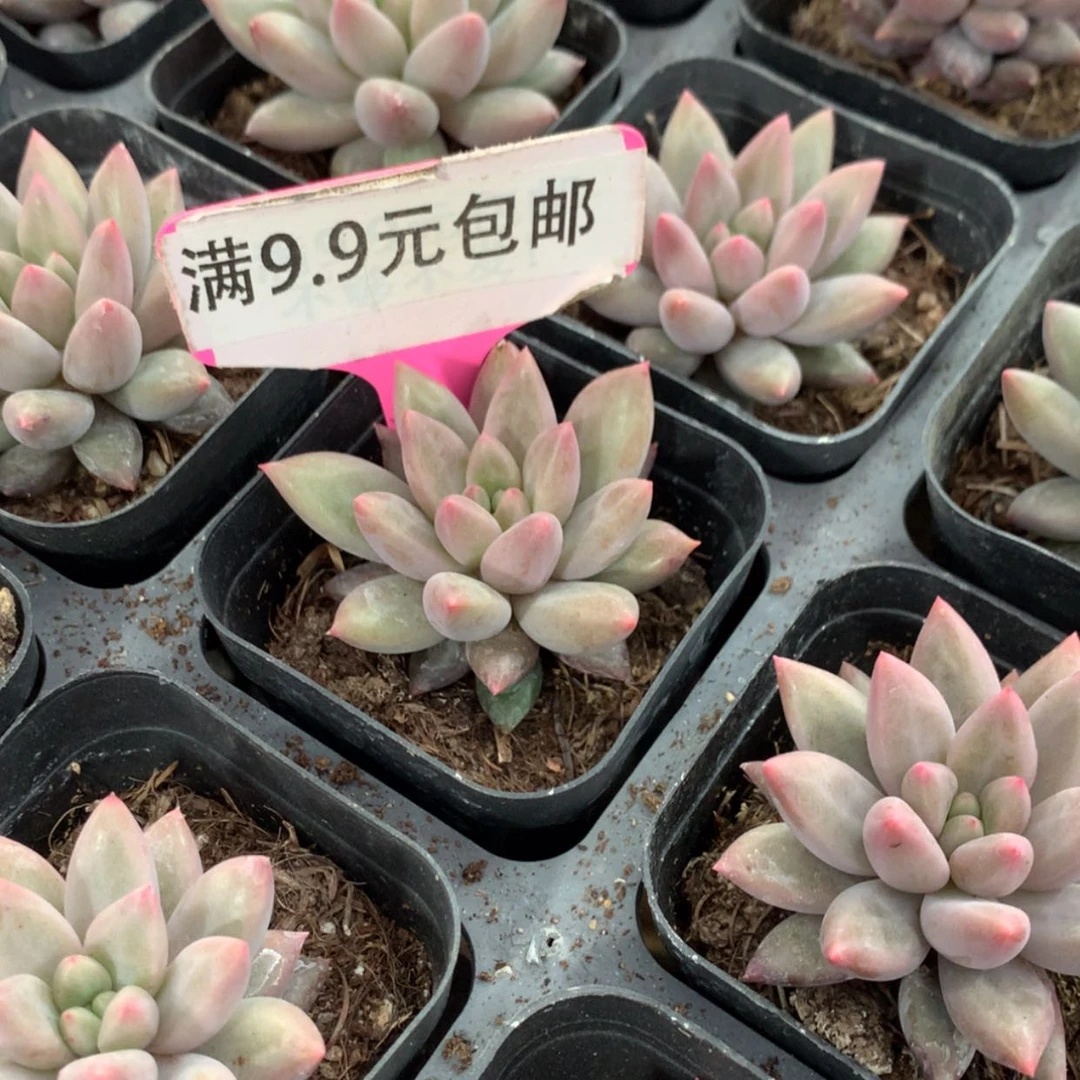 【闪购商品】红蜻蜓