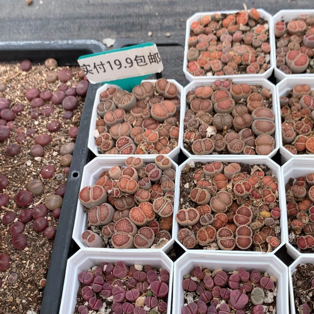 菊纹章 满19.9包邮