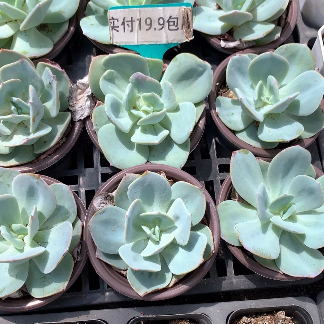 白凤2盆 满19.9包邮 脱土