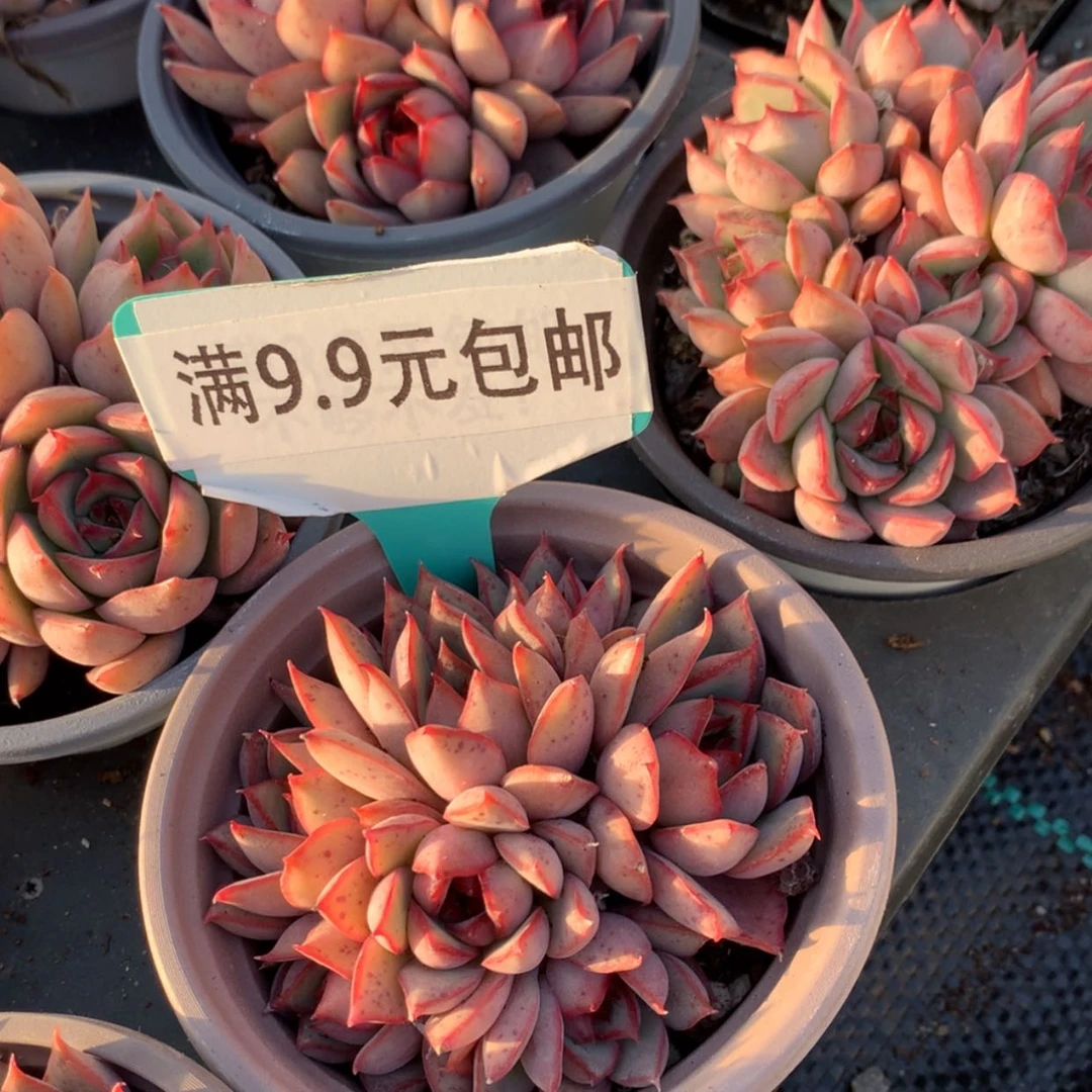 【闪购商品】宝莲灯群90