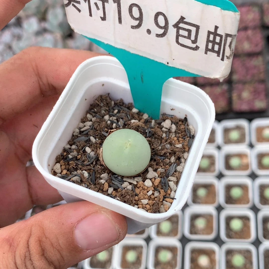 鸽子蛋 1cm 以上 满18.8包邮