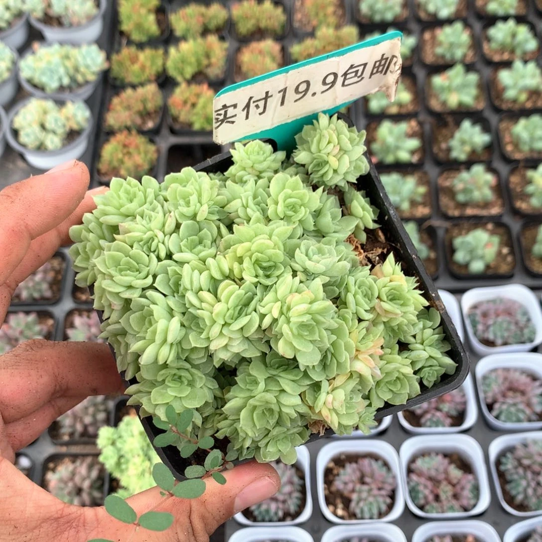 爱杜丽儿 满19.8包邮 脱土