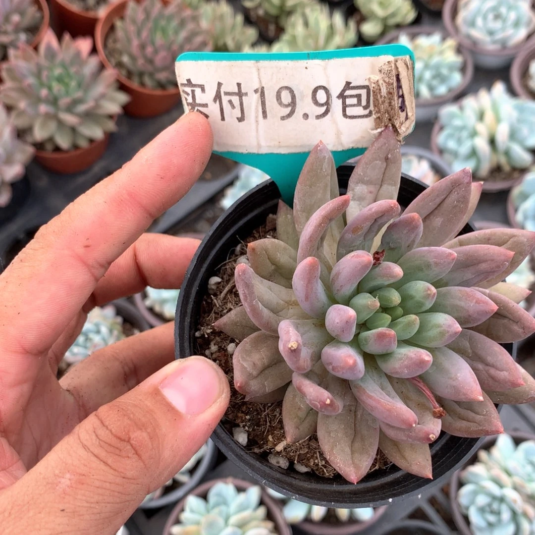 红蜻蜓单 满19.9包邮 脱土