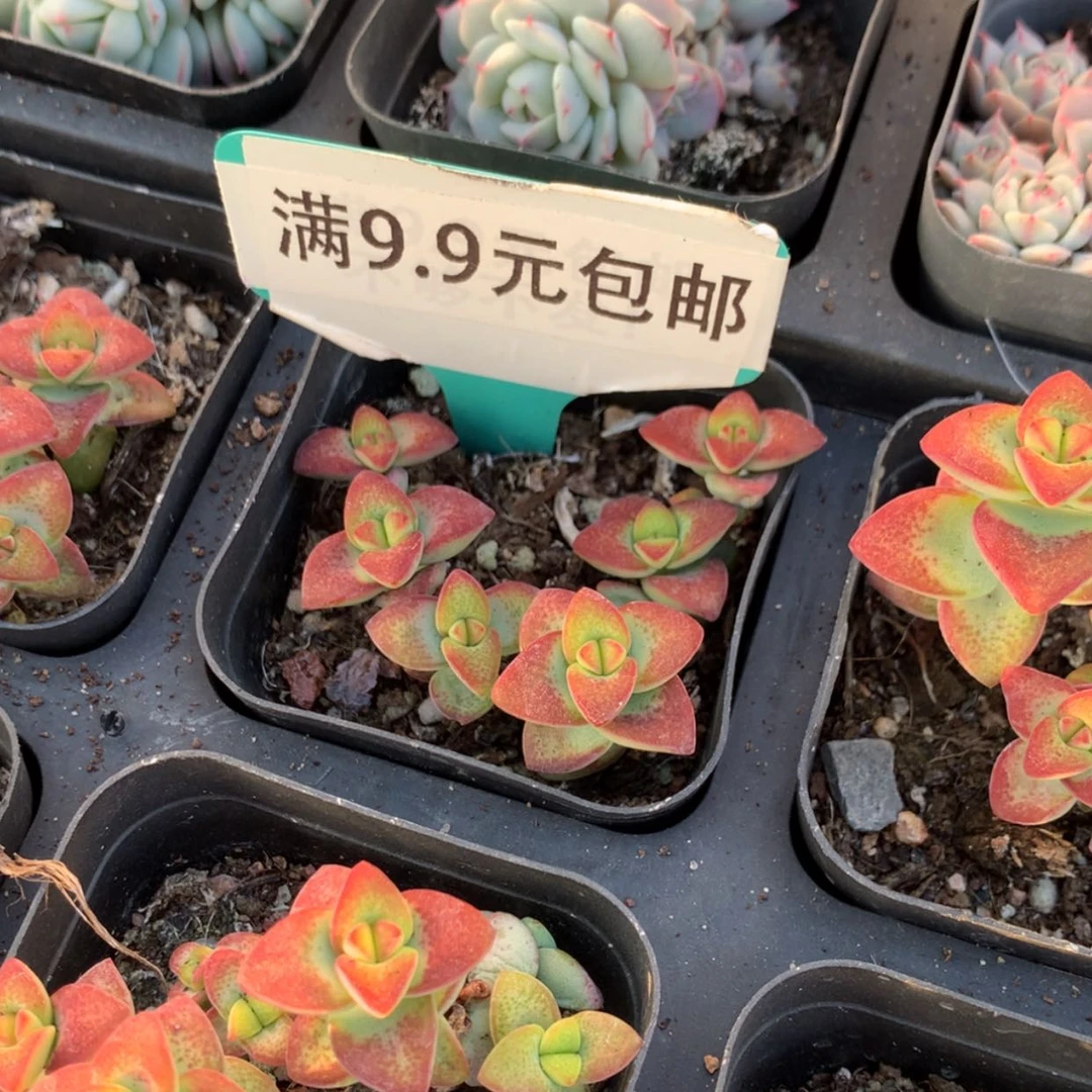 【闪购商品】爱心散群
