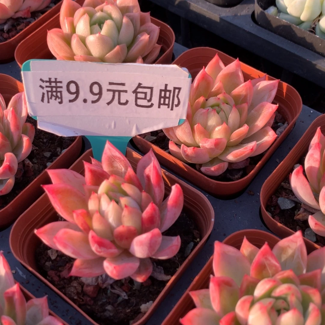 【闪购商品】太子妃