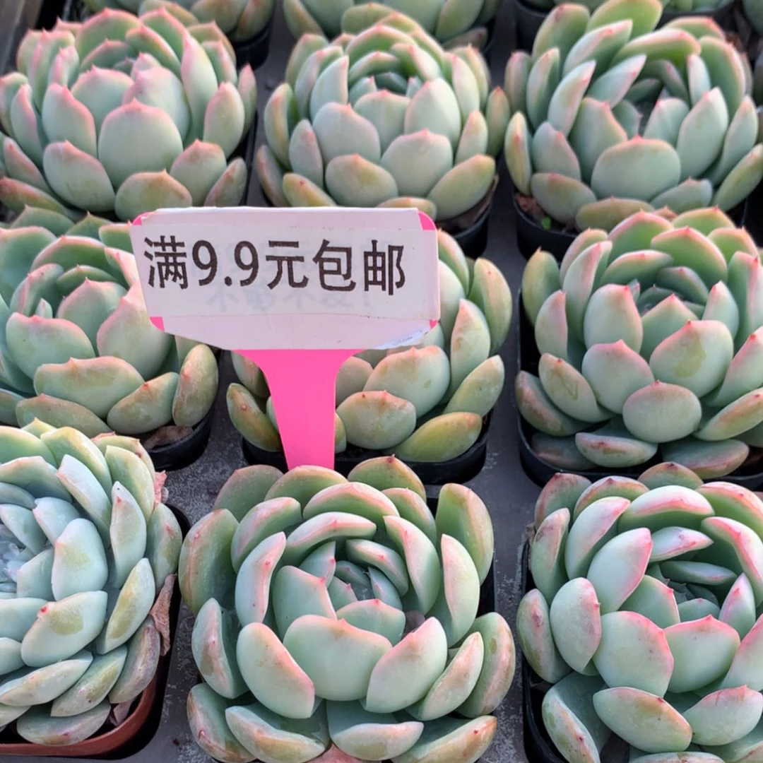 【闪购商品】沙沙女王单