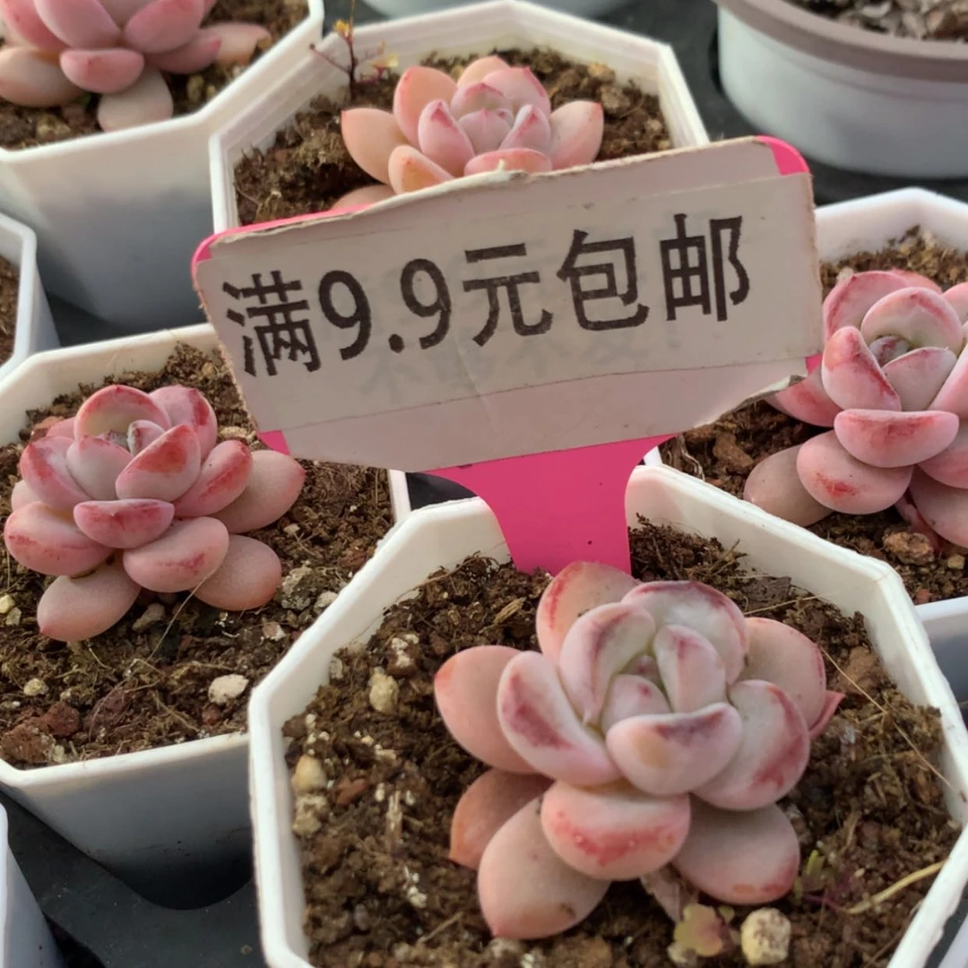 【闪购商品】星星雪