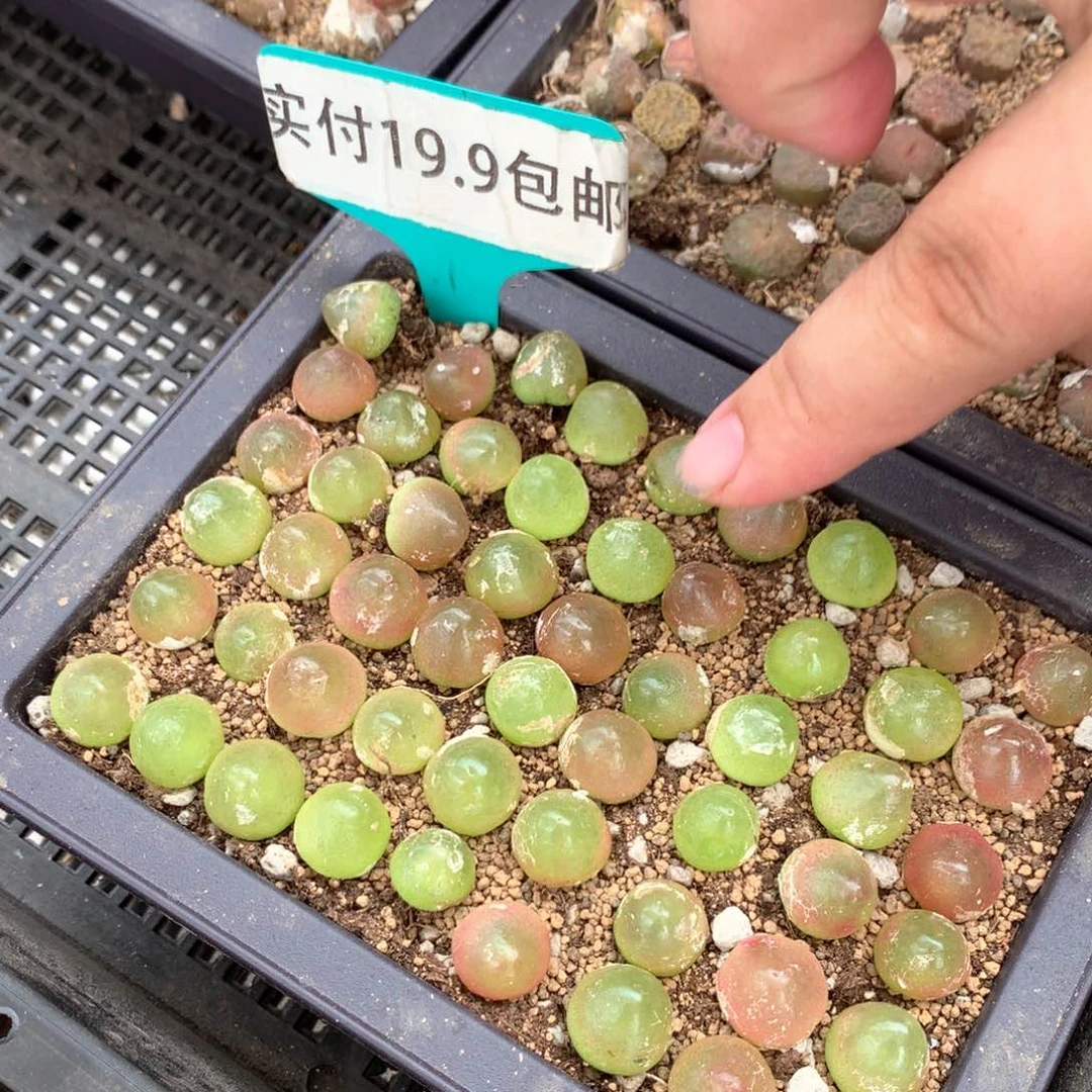 小灯泡满19.9包邮1cm。
